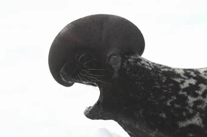 Hooded Seal (Cystophora cristata) hauled out calling, with nasal sac inflated, Magdalen Islands, Canada.