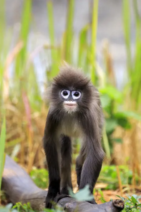 Phayre's leaf monkey or Phayre's langur (Trachypithecus phayrei) , Tripura state, India