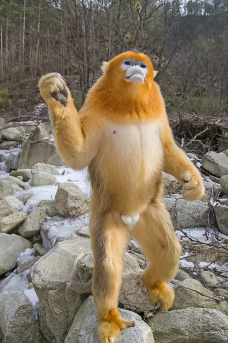 Golden snub-nosed monkey (Rhinopithecus roxellana),standing up on river boulders, Qinling Mountains, Shaanxi province, China