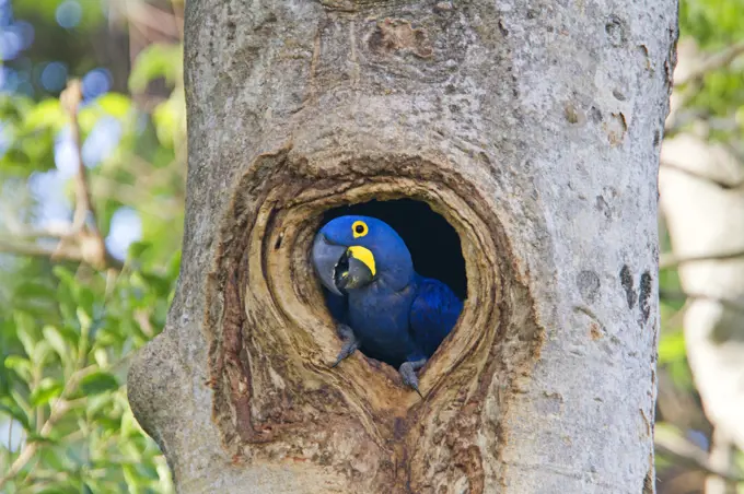 Hyacinth Macaw (Anodorhynchus hyacinthinus) adult in nest hole in tree, Pantanal area, Mato Grosso, Brazil