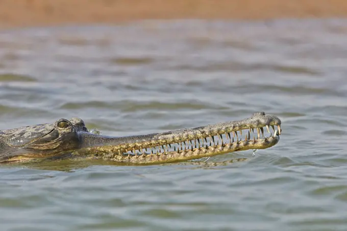 Gharial (Gavialis gangeticus) swimming in river, Chambal River, Uttar Pradesh, India