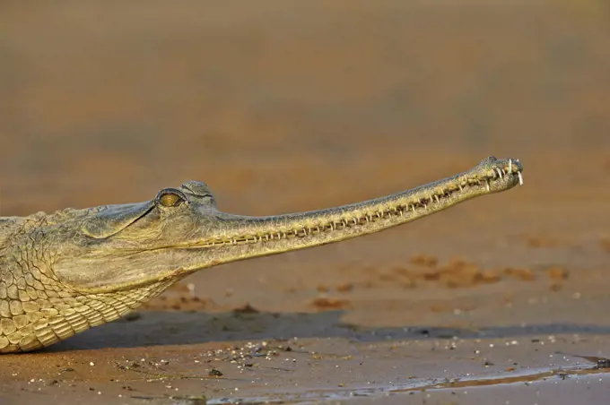 Gharial (Gavialis gangeticus), on river bank, Chambal river, Uttar Pradesh, India