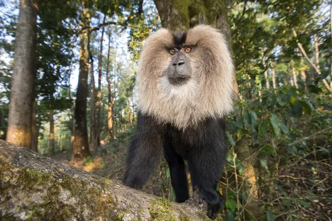 Lion-tailed macaque (Macaca silenus), dominant male, Anaimalai Mountain Range, Nilgiri hills, Tamil Nadu, India