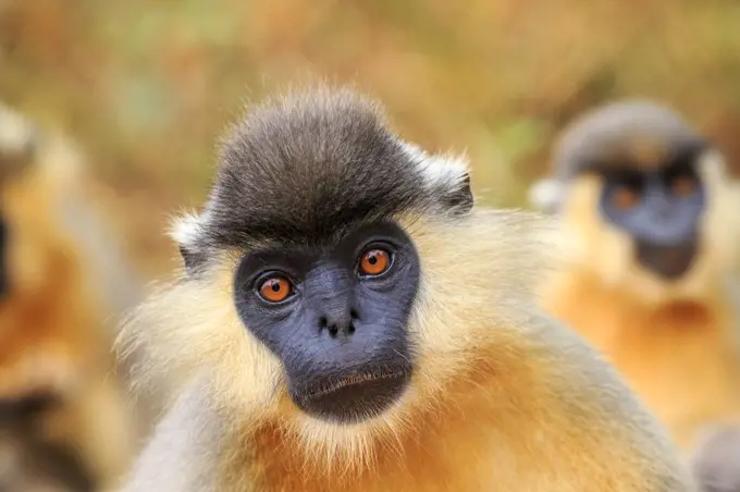 Capped langur (Trachypithecus pileatus), Trishna Wildlife Sanctuary, Tripura State, India