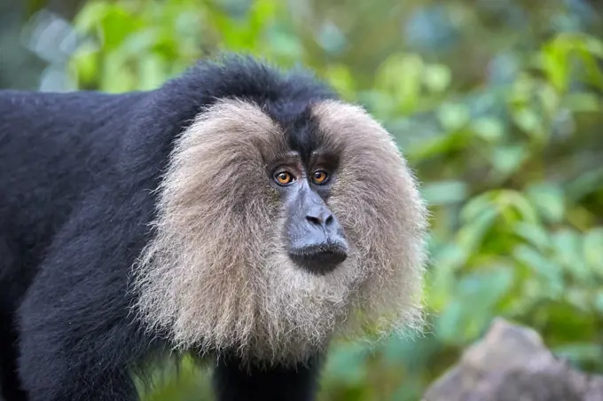 Lion-tailed macaque (Macaca silenus) male, Anaimalai Mountain Range (Nilgiri hills), Tamil Nadu, India