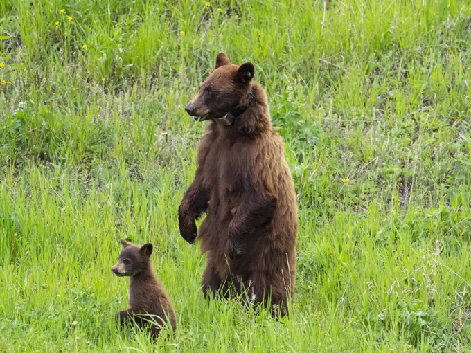 Black bear (Ursus americanus)  female with tracking collar and cub,  Tower Junction, Yellowstone National Park, Wyoming, USA, June.