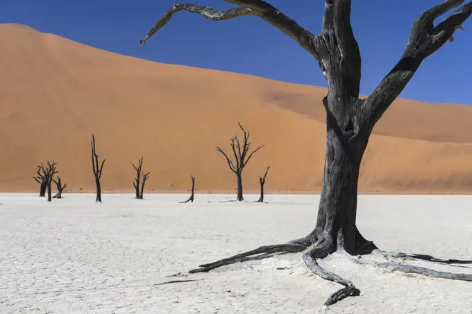 Dead Camel thorn trees (Vachellia erioloba) in the long-time dry riverbed of Deadvlei, an iconic view of Namib desert, Namibia