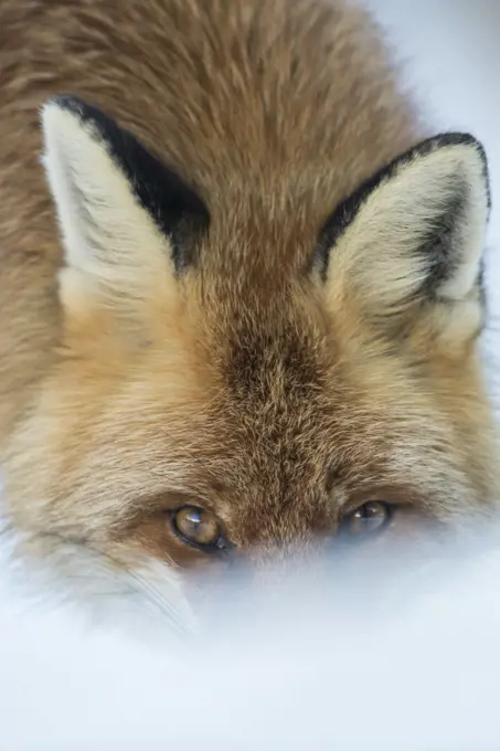 Red fox (Vulpes vulpes) in winter snow, head portrait,  Jura, Switzerland