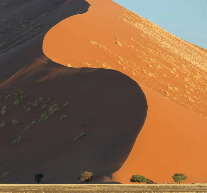 Towering elegant curving red sand dunes rising above acacia trees. Sossusevlei, World Heritage Site, Namibia