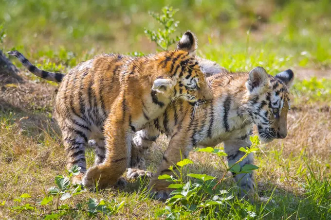 Siberian tiger (Panthera tigris altaica) cubs, age 3 months, playing. Captive.