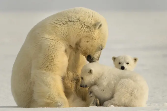Polar bear (Ursus maritimus) female with two cubs, Svalbard, Norway.