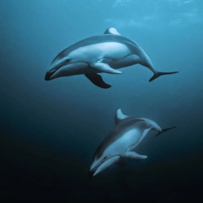 Pacific white-sided dolphins (Lagenorhynchus obliquidens) underwater, Queen Charlotte Strait, British Columbia, Canada. September.