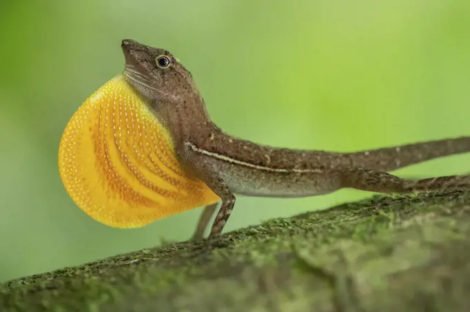Anolis lizard (Anolis sp.) male displaying in Corcovado National Park, Costa Rica.