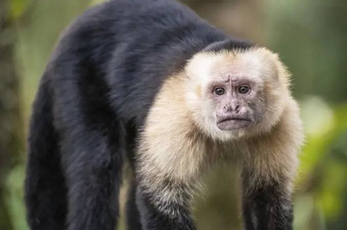 White-faced capuchin monkey (Cebus capucinus) in Tenorio Volcano National Park, Costa Rica