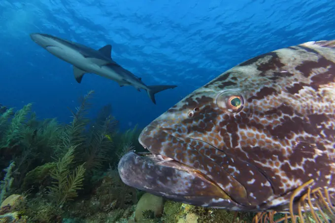 Black grouper (Mycteroperca bonaci),  and Caribbean Reef Shark (Carcharhinus perezi), Jardines de la Reina / Gardens of the Queen National Park, Caribbean Sea, Ciego de Avila, Cuba.