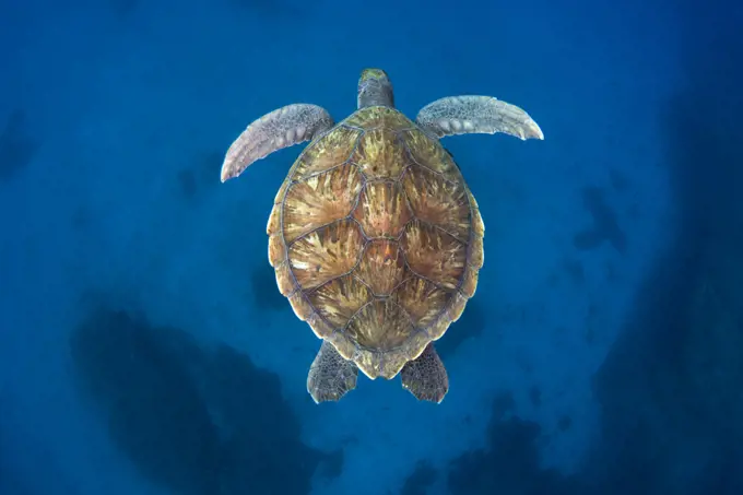 Green sea turtle (Chelonia mydas) Tenerife, Canary Islands.