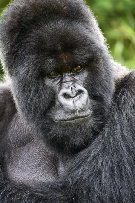 Mountain gorilla (Gorilla beringei beringei) silverback male, portrait, member of the Nyakagezi group, Mgahinga National Park, Uganda.