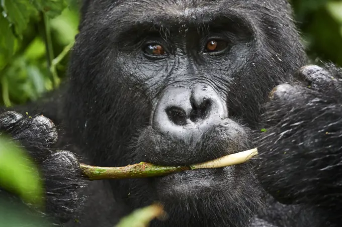 Portrait of male silverback Mountain gorilla (Gorilla beringei beringei) feeding. Bwindi Impenetrable Forest National Park, Uganda, Africa