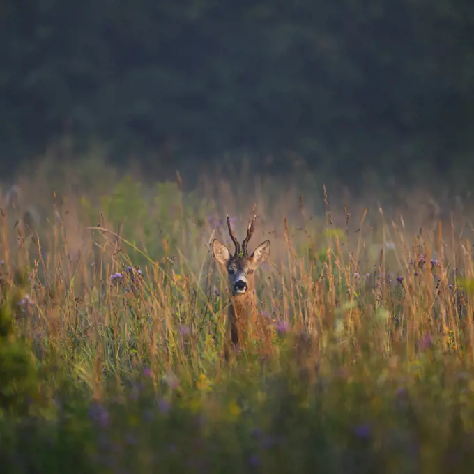Roe deer (Capreolus capreolus) male, summer foliage at sunrise, Tartumaa county. Southern Estonia. July.