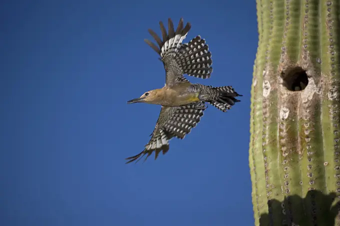 Gila woodpecker (Melanerpes uropygialis), emerging from nest in Saguaro cactus, Arizona, USA. July.