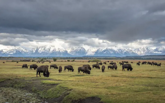 Bison (Bison bison) herd grazing on plain, snow and cloud covered mountains in background. Grand Tetons area, Wyoming, USA. September 2019.