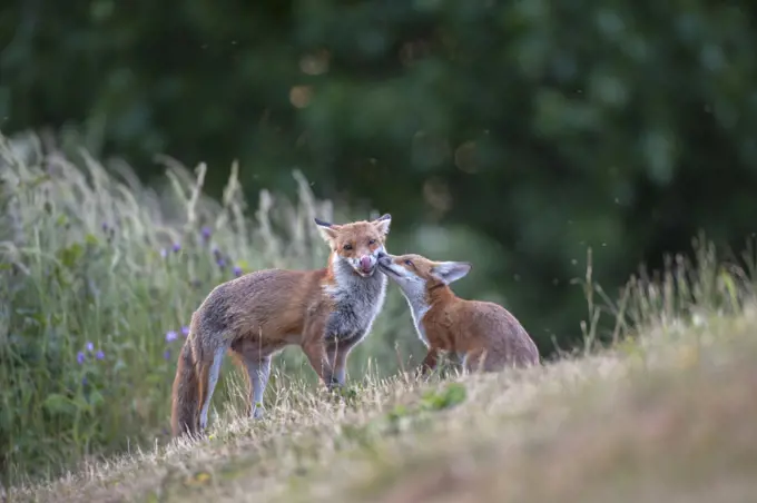 Red fox (Vulpes vulpes) cub in pasture asking vixen for food, England.