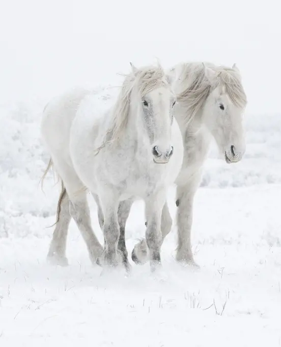Percheron horses, two walking through snow. Alberta, Canada. February.
