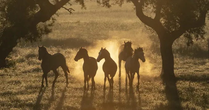 Lusitano horses, five young stallions playing between trees in pasture, silhouetted at dawn. Portugal. April.