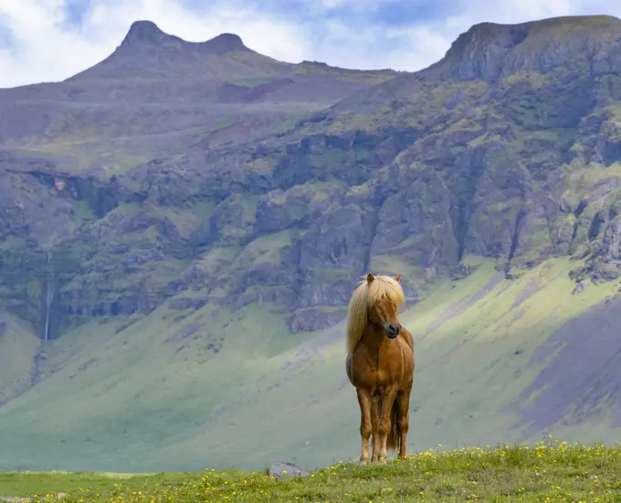 Icelandic horse standing in grassland, mountains in background. Southern Iceland. June.