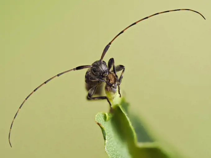 Longhorn beetle (Leiopus nebulosus) showing the long antennae, Hertfordshire, England, UK, June - Captive - Focus Stacked