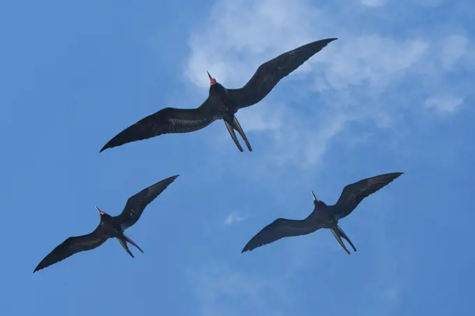 Magnificent frigate birds (Fregata magnificens) flying around the Galapagos Islands.