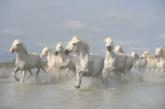 White horses of the Camargue galloping through marshes in the Camargue regioin of France.