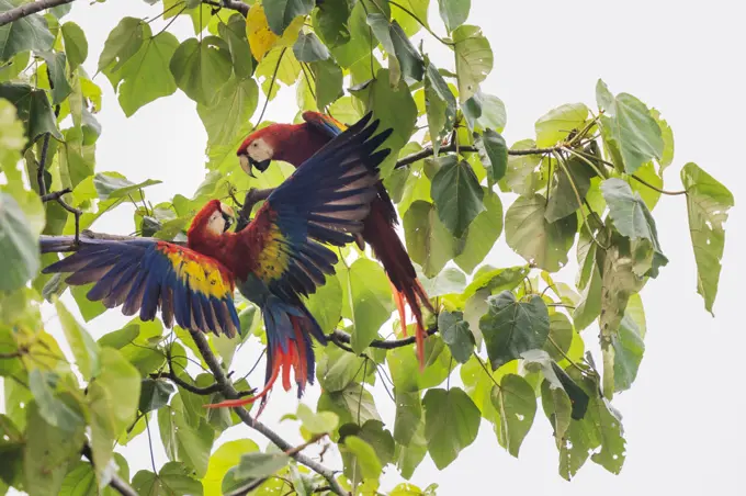 Scarlet macaw (Ara macao) pair fighting in a tree, Corcovado National Park, Osa Peninsula, Costa Rica.