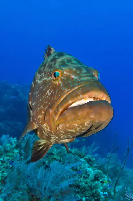 Black grouper (Mycteroperca bonaci) hovering above a Bahamian coral reef,  Little Bahama Bank, The Bahamas, Caribbean Sea.