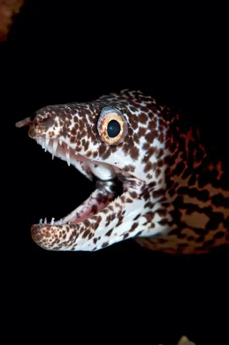 Spotted moray (Gymnothorax moringa) head portrait, reaching out from the reef at night, Sugar Wreck, Little Bahama Bank, The Bahamas, Caribbean Sea.