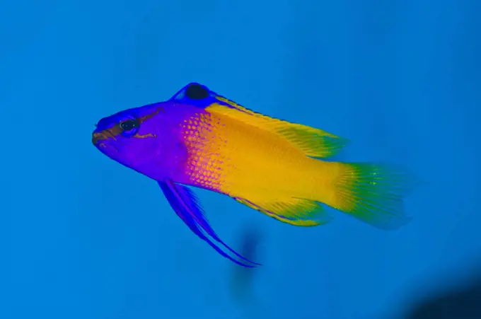 Fairy basslet (Gramma loretoa) swimming above the reef, East End, Grand Cayman, Cayman Islands, British West Indies, Caribbean Sea.