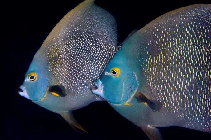 French angelfish (Pomacanthus paru) pair during courtship with the larger male is rubbing against the swollen abdomen of the smaller female during a spawning rise at dusk. Georgetown, Grand Cayman, Cayman Islands, British West Indies. Caribbean Sea.