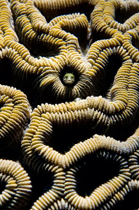 Secretary blenny (Acanthemblemaria maria) living in a tube within Boulder brain coral (Colpophyllia natans). Photo illuminated with a single flash, with restricted beam to create hard lighting. East End, Grand Cayman, Cayman Islands, British West Indies, Caribbean Sea.