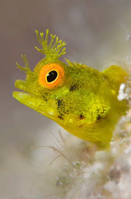 Roughhead blenny (Acanthemblemaria aspera) high magnification portrait of a golden variety of living in it's tube on a coral reef, East End, Grand Cayman, Cayman Islands, British West Indies, Caribbean Sea.