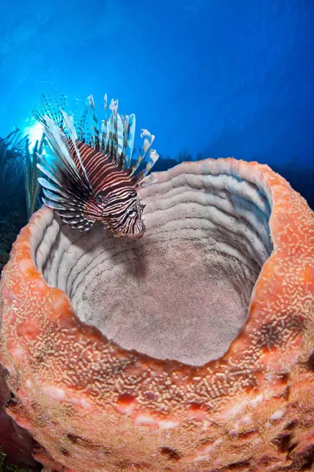 Lionfish (Pterois volitans) sitting on the rim of large sponge on Bloody Bay Wall, Little Cayman, Cayman Islands, Caribbean Sea.