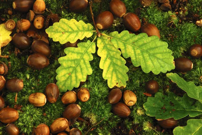 English oak tree (Quercus robur) fallen acorns and leaves on a bed of moss, Oxfordshire, UK October.