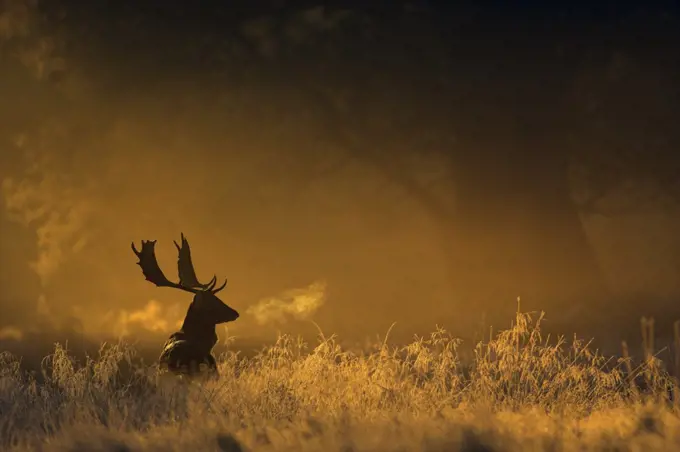 Fallow deer (Dama dama) in woodland clearing at dawn, Cheshire, UK November