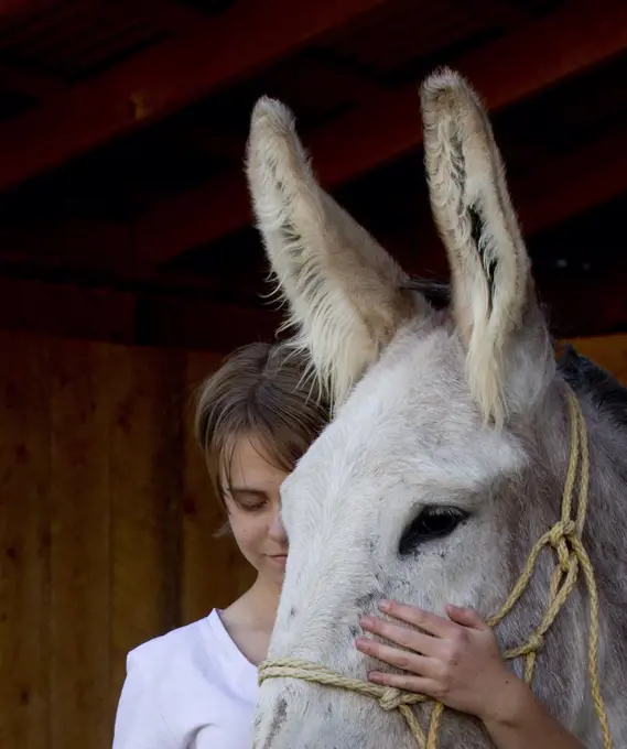 Girl stroking Donkey (Equus asinus) New Mexico, USA, September 2011, model released