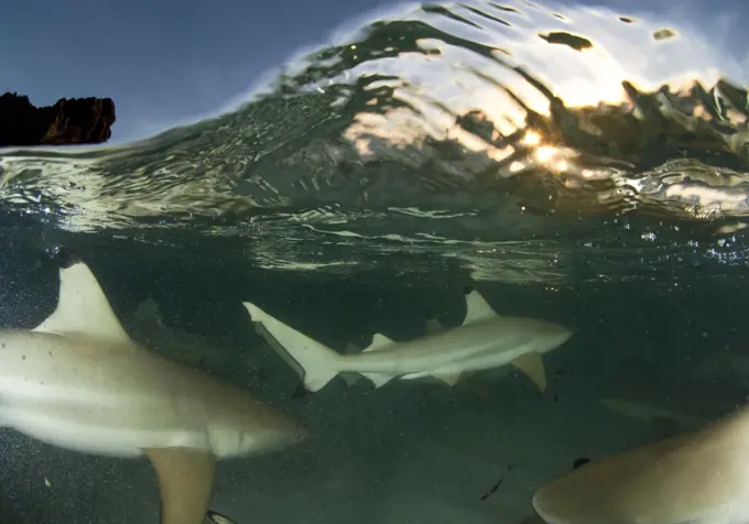 Blacktip reef sharks (Carcharhinus melanopterus) split level view of group hunting at dusk, Aldabra Atoll, Seychelles, Indian Ocean