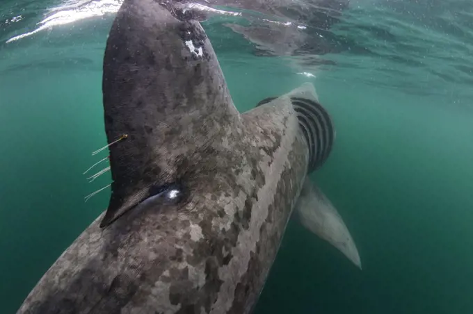 Basking shark (Cetorhinus maximus) rear view of shark feeding at the surface on plankton, Cairns Of Coll, Isle of Coll, Inner Hebrides, Scotland, UK, North East Atlantic Ocean, June