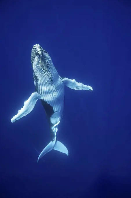 Humpback Whale (Megaptera novaeangliae) calf,  Tonga, South Pacific, September.