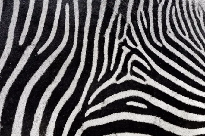 Grevy's zebra (Equus grevyi) close-up of coat, Ol Pejeta Conservancy, Kenya, Africa.