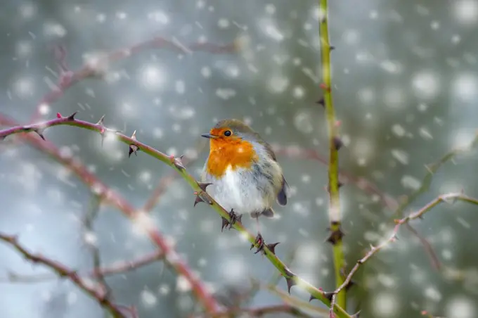 Fieldfare (Turdus pilaris) perched in Cotoneaster bush on industrial estate, Deeside, North Wales, UK, November