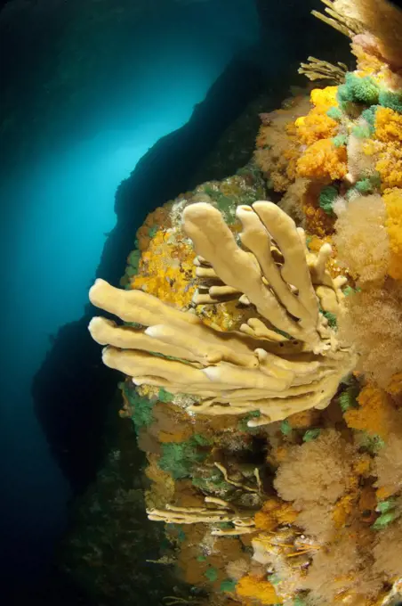 Reef wall with sponge and bryozoan growth, Poor Knights Islands, New Zealand, January