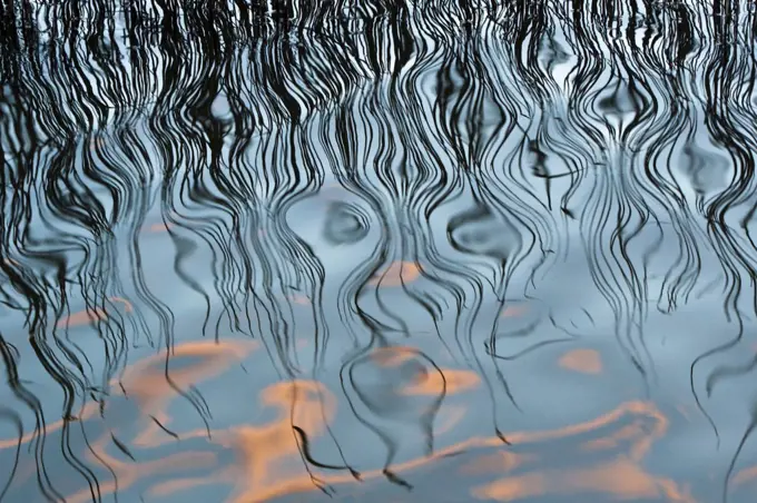 Abstract reflections of reed and clouds in the water, Texel, the Netherlands, April